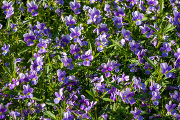 Fototapeta premium Bright lilac violets on a Sunny day.