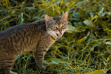 a cat on the street asks for food, screams with an open mouth