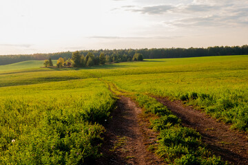 a dirt road goes through a green field towards the forest