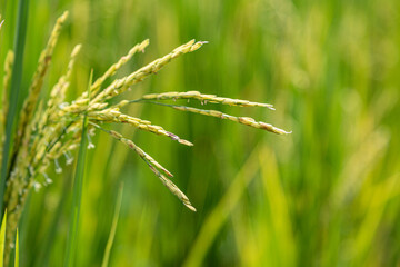 Close up of rice seeds on the rice grass