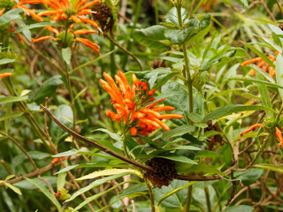 (Leonotis leonurus) Queue de Lion ou Dagga sauvage à inflorescence en corolles tubulaires oranges...