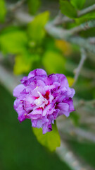 Close up of a pink flower