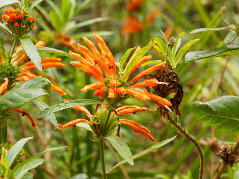 (Leonotis leonurus) Queue de Lion ou Dagga sauvage &agrave; inflorescence en corolles tubulaires oranges sur tiges verticilles au feuillage cr&egrave;nel&eacute; vert fonc&eacute;