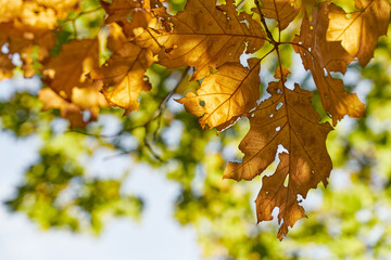 Autumn oak leaves on natural green bright background.
