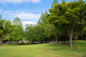 とてもきれいな青空と緑