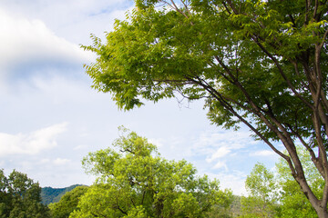 Fototapeta premium 日本の岐阜県の公園