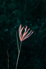 Beautiful purple brown grass And green and dark background, vintage style