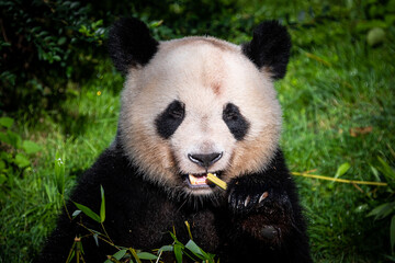 Panda eats bamboo in the forest
