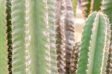 Cereus cactus.