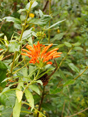 (Leonotis leonurus) Queue de Lion ou Dagga sauvage à inflorescence en corolles tubulaires oranges sur tiges verticilles au feuillage crènelé vert foncé