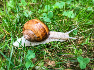 Snail in the grass