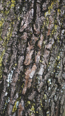 Obraz premium Tree bark background, texture, graphic resources 