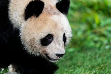 Panda walking in the forest