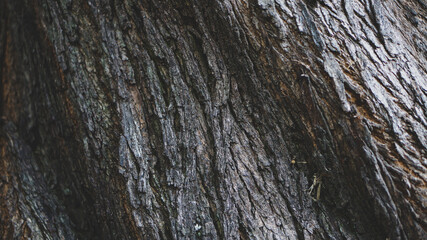 Tree bark background, texture, graphic resources 
