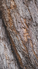 Tree bark background, texture, graphic resources 