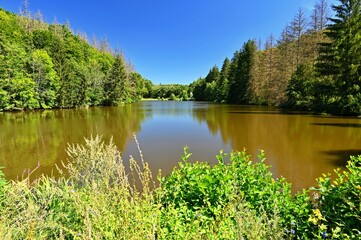 Beautiful nature background with landscape. Pond near the forest in a sunny day in the summer season.