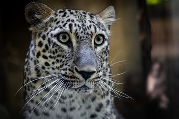 Persian panther very close looks attentively