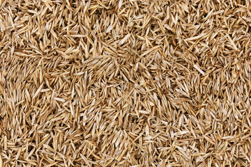 Lawn grass seed background texture seamless texture