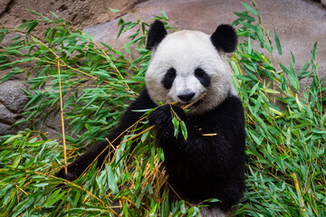 Panda eats bamboo in the forest