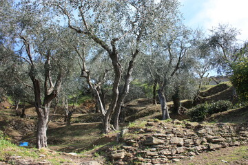 Fototapeta na wymiar green and large olive grove full of olive trees, plants full of leaves and fruits. the arrival of spring