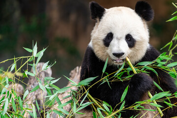 Obraz na płótnie Canvas Panda eats bamboo in the forest