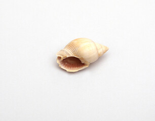 Seashell on a white background. For wallpaper, postcard and background.