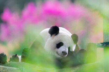 Fototapeta premium Panda is resting on trees in a very colorful atmosphere
