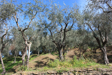 green and large olive grove full of olive trees, plants full of leaves and fruits. the arrival of spring