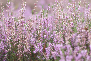 Fototapeta premium beautiful violet heather flowers