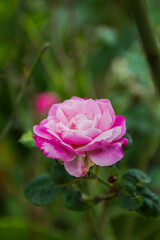 Rosa chinensis, known commonly as the China rose, alternatively known as Bengal rose or Bengal Crimson or Bengal Beautyse is a member of the genus Rosa native to Southwest China in Guizhou. Bokeh