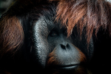 Portrait of orang-utan in a dark atmosphere © AB Photography