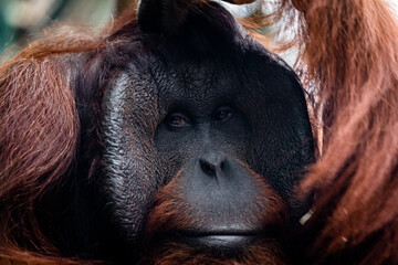 Portrait of orang-utan in a dark atmosphere