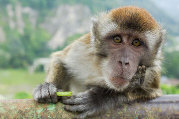 Monyet Ekor Panjang (Macaca fascicularis) living in Sianok Canyon.