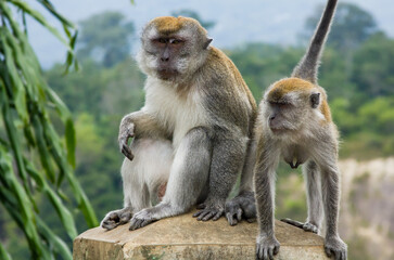 Monyet Ekor Panjang (Macaca fascicularis) living in Sianok Canyon.
