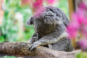 Koala sleeping in a colorful atmosphere