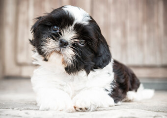 Shih Tzu