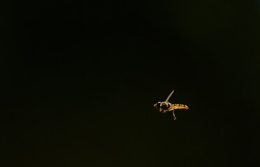 hoverfly in flight on black background