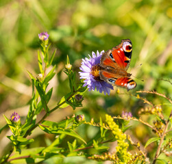 European peacock butterfly (Aglais io) on violet daisy