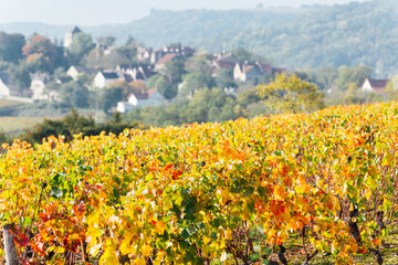 Fototapeta premium village viticole. Vignoble en automne. vigne automnale. Côte-d'or Bourgogne Franche-comté. Viticulture. Paysage bourguignon