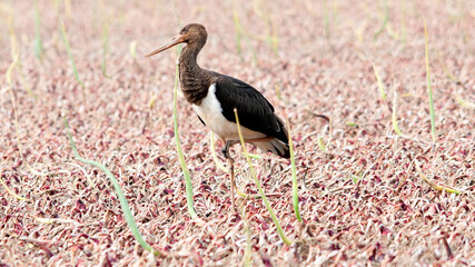 Black Stork in onion field the Netherlands
