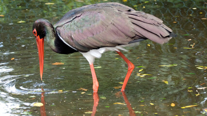 Black stork in the Netherlands