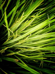 fresh green grass with rice seed