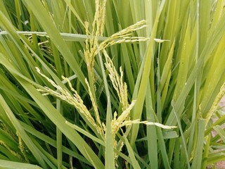 green grass background