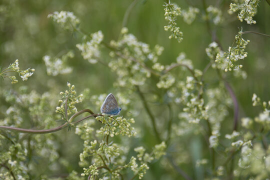 Blue butterfly on white blossems in september 2020 photo made in Weert the Netherlands