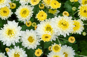 Blooming white beautiful chrysanthemum flowers with blur pattern background