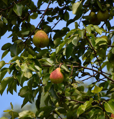 beautiful ripe pears hang on the branches among the green foliage