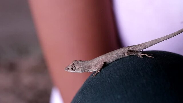 little lizard breathing strongly on girl's knee