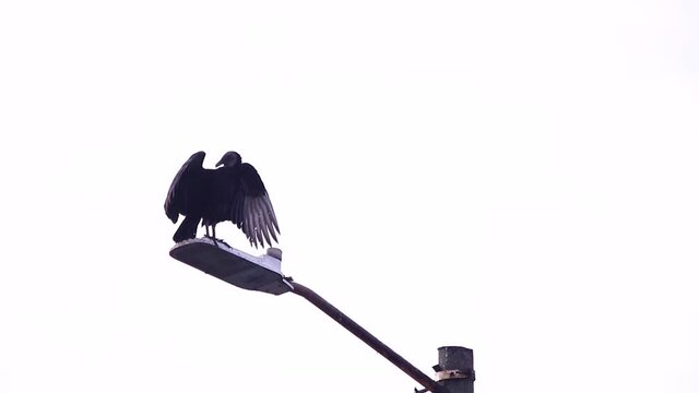 Black vulture perching on electric poles