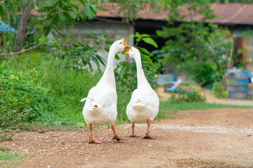 White goose walking on the green grass , play together and finding some food with copy space