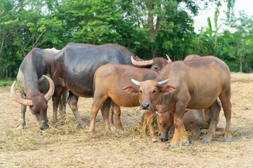 A group of buffalo  and crow that are eating grasses in the green farm at country side and eating some food